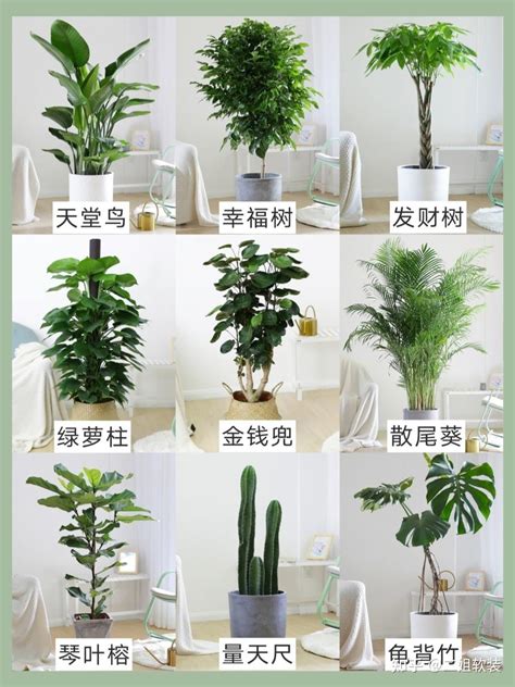 家里植物|100种适合室内养的植物